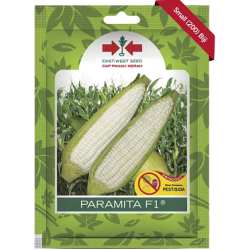 Benih Jagung Ketan PARAMITA 200 Biji