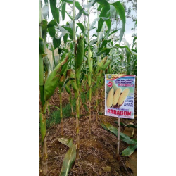 Benih Jagung Manis Kuning PARAGON Benih Jagung Manis Kuning PARAGON
