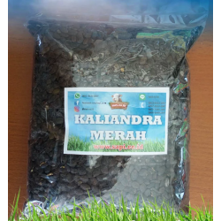 Benih Kaliandra Merah 1 kg Benih Kaliandra Merah 1 kg