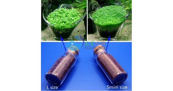 Jual Bibit Benih Tanaman Air Carpet Seed Aquascape Aquarium Hp 085608566034