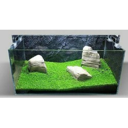 Bibit Benih Tanaman Air Carpet Seed Aquascape Aquarium Bibit Benih Tanaman Air Carpet Seed Aquascape Aquarium