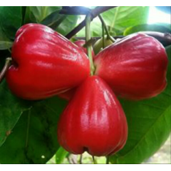 Bibit Jambu Air Red Taiwan