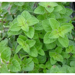 Biji Benih Oregano