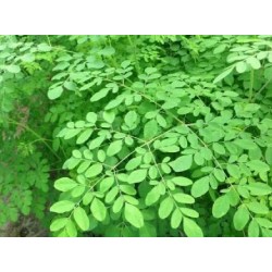Bibit Tanaman Daun Kelor Bibit Tanaman Daun Kelor