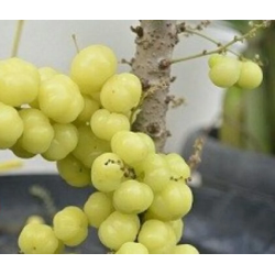 Tanaman Buah Cermai Manis Tanaman Buah Cermai Manis