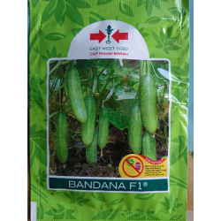 Benih Timun Bandana F1 800 Biji Benih Timun Bandana F1 800 Biji