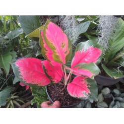 Tanaman Hias Agloanema Kochin Pink