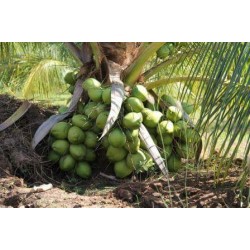 Bibit Kelapa Pandan Wangi Thailand Bibit Kelapa Pandan Wangi Thailand