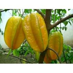 Belimbing Dewi 70 cm