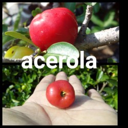 Acerola/barbados manis siap berbuah