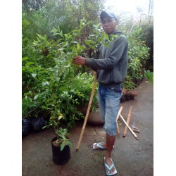promo Bunga Arum Dalu promo Bunga Arum Dalu