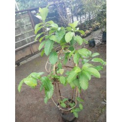 Melati Pandan Wangi Melati Pandan Wangi