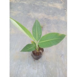 paket 5 bibit Barangan merah paket 5 bibit Barangan merah