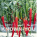 BENIH KNOWN-YOU SEED CABE HOT BEAUTY 1500S