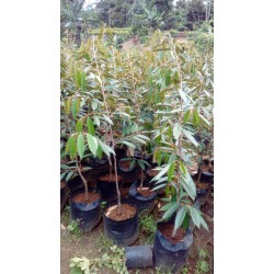 Duren matahari 1,5 meter Duren matahari 1,5 meter
