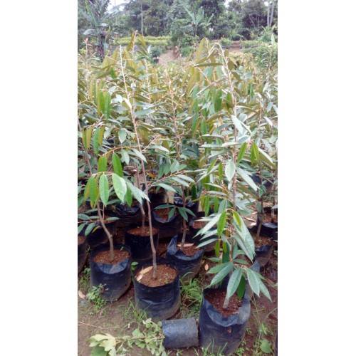 Duren matahari 1,5 meter