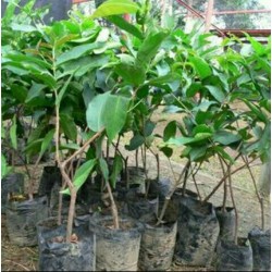 Jambu Citra Jambu Citra