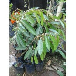 Durian Pelangi Papua Durian Pelangi Papua
