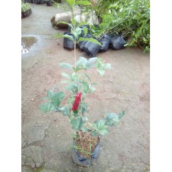 Promo Tanaman Langka Bunga Meihua cina Promo Tanaman Langka Bunga Meihua cina