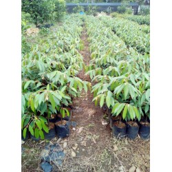 Paket 10 tanaman Durian Matahari Paket 10 tanaman Durian Matahari