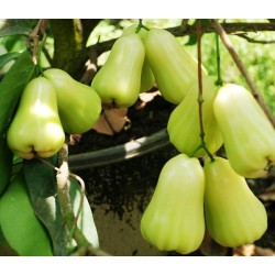 Jambu air madu deli Hijau 70 cm Jambu air madu deli Hijau 70 cm