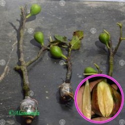 Buah Ara Tin Black Mission (Cangkok) Buah Ara Tin Black Mission (Cangkok)