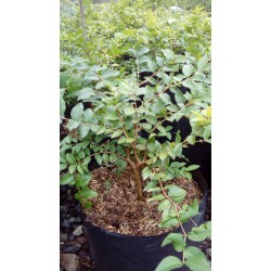 Jaboticaba/Anggur brasil(25 cm) Jaboticaba/Anggur brasil(25 cm)