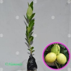 Tanaman Jeruk Lemon Tanpa Biji Tanaman Jeruk Lemon Tanpa Biji