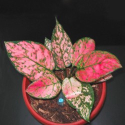 Tanaman Aglaonema Lady Valentine Tanaman Aglaonema Lady Valentine