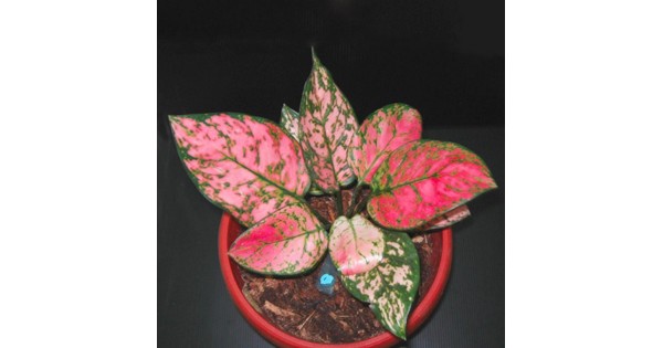 jual Tanaman Aglaonema Lady Valentine - HP: 085608566034