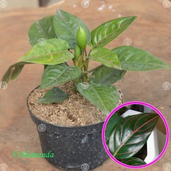 Tanaman Aglaonema Rotundum Tanaman Aglaonema Rotundum