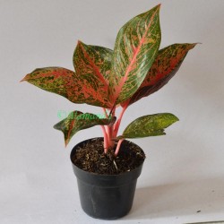 Tanaman Aglaonema Tiara Tanaman Aglaonema Tiara