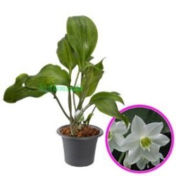 Tanaman Amazon Lily Tanaman Amazon Lily
