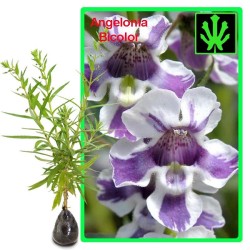 Tanaman Angelonia Bicolor Tanaman Angelonia Bicolor