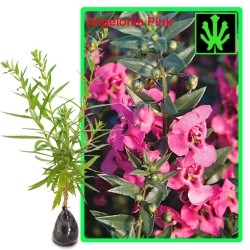 Tanaman Angelonia Pink Tanaman Angelonia Pink