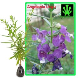 Tanaman Angelonia Ungu Tanaman Angelonia Ungu