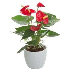 Tanaman Anthurium Bangkok Merah Tanaman Anthurium Bangkok Merah