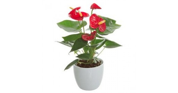 Jual Tanaman Anthurium Bangkok Merah Hp 085608566034
