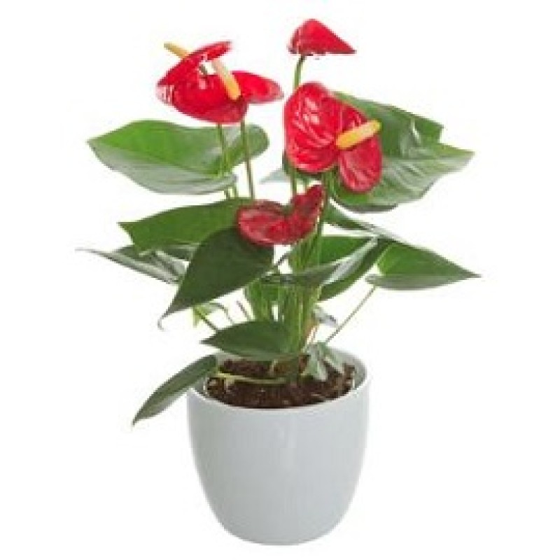 buy pineapple plant melbourne Pineapple Plant for Sale | Tropical Plants
