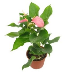 Tanaman Anthurium Mini Pink Tanaman Anthurium Mini Pink