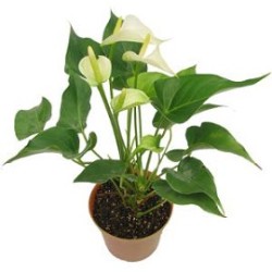 Tanaman Anthurium Mini Putih Tanaman Anthurium Mini Putih