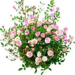 Tanaman Baby Rose 2 Pcs Tanaman Baby Rose 2 Pcs