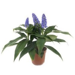 Tanaman Blue Ginger Tanaman Blue Ginger