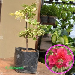 Tanaman Bougenville Merah Variegata (Bunga Kertas) Tanaman Bougenville Merah Variegata (Bunga Kertas)