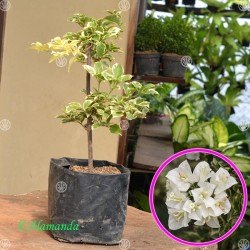 Tanaman Bougenville Putih Variegata (Bunga Kertas) Tanaman Bougenville Putih Variegata (Bunga Kertas)