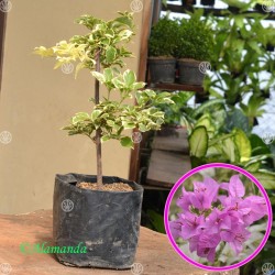 Tanaman Bougenville Ungu Variegata (Bunga Kertas) Tanaman Bougenville Ungu Variegata (Bunga Kertas)