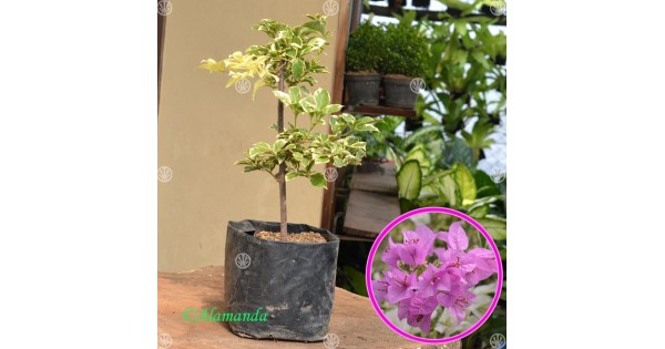 jual Tanaman Bougenville Ungu Variegata ( Bunga Kertas ...