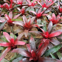 Tanaman Bromelia Red Grass Tanaman Bromelia Red Grass