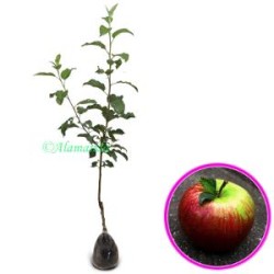 Tanaman Buah Apel Rome Beauty Tanaman Buah Apel Rome Beauty