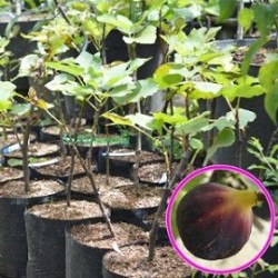 Tanaman Buah Ara Tin Black Porto Tanaman Buah Ara Tin Black Porto
